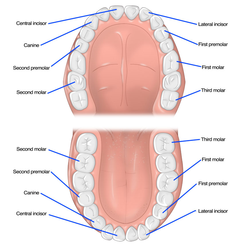 types-of-teeth-and-what-they-do-cosmetic-family-dentistry